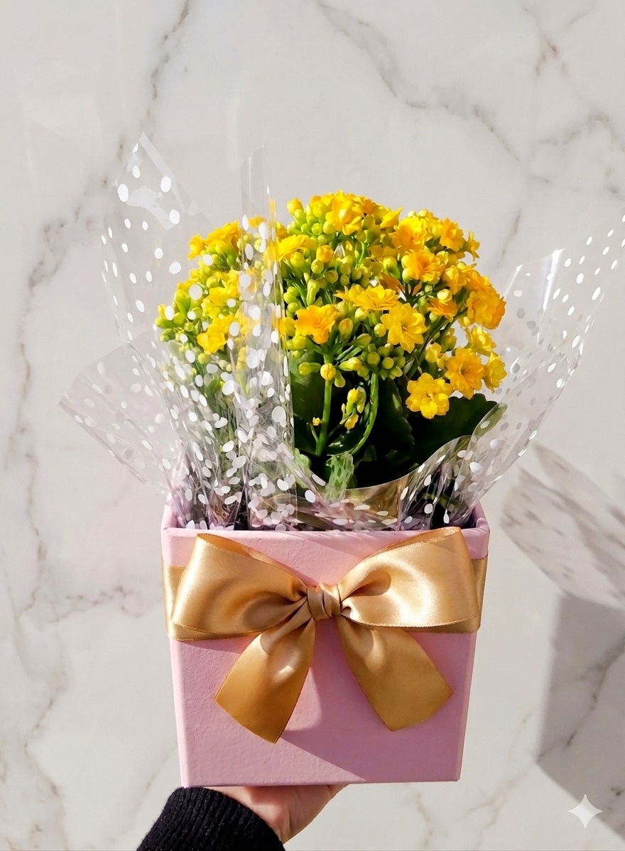 Kalanchoe Amarela na Caixa Rosa com Laço Dourado