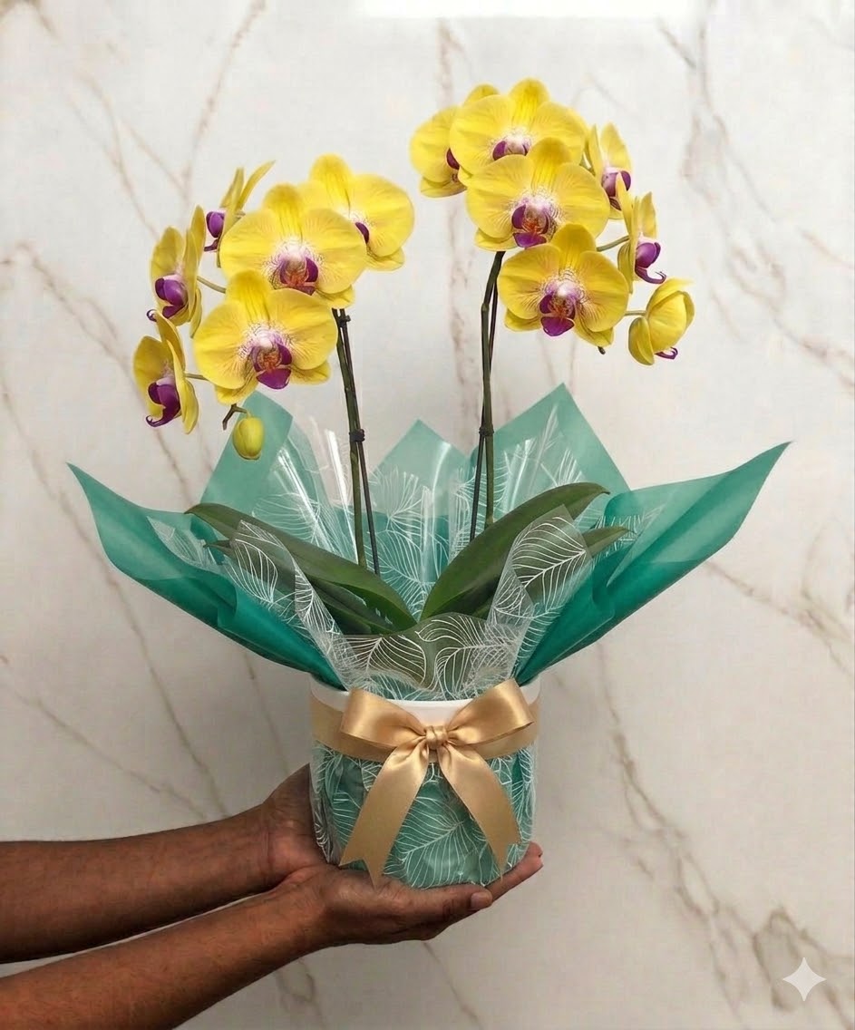 Orquídea Grande Phalaenopsis Amarela Envasada