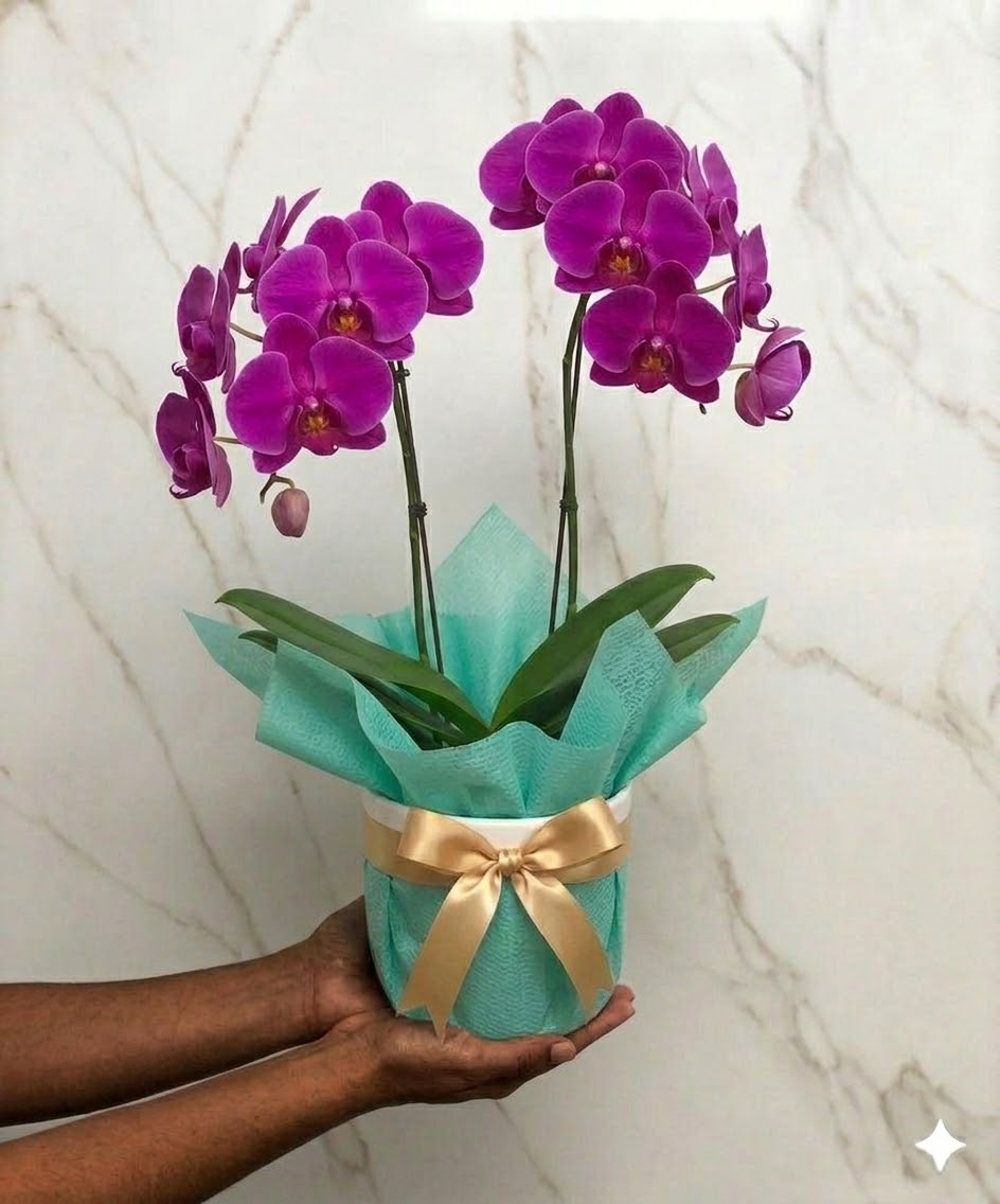 Orquídea Grande Phalaenopsis Roxa Envasada